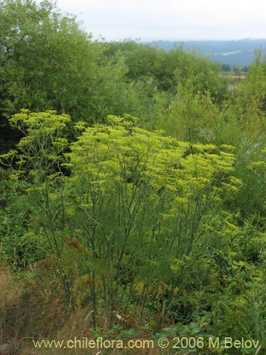 Image of Foeniculum vulgare (Hinojo). Click to enlarge parts of image.